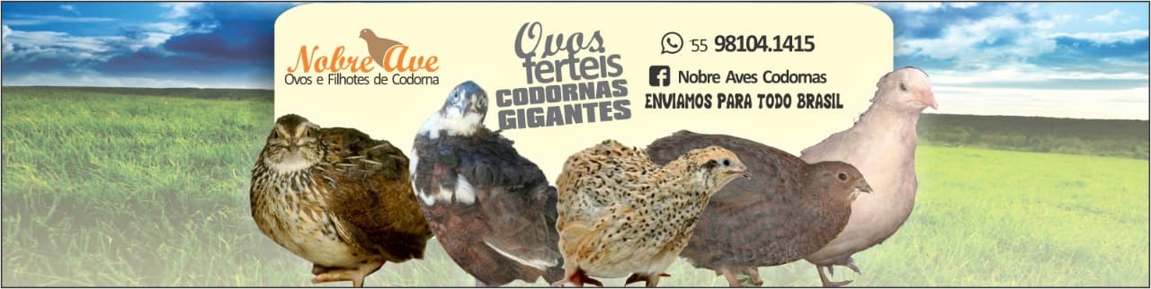 Compre ovos de codorna galados na nobre ave Compre ovos de codorna galados na nobre ave