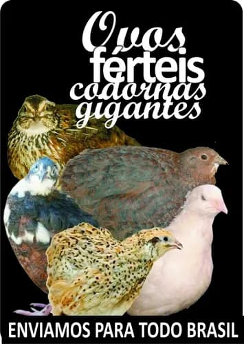 capa-ovos-ferteis capa-ovos-ferteis