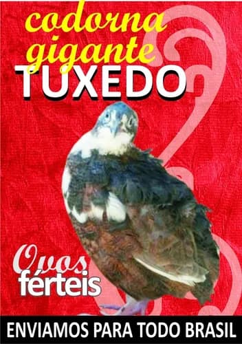 codorna-tuxedo codorna-tuxedo