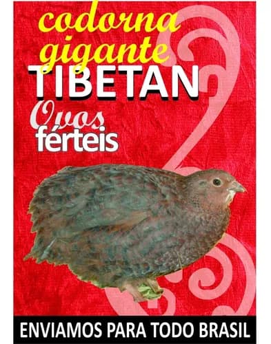codornas-tibetam codornas-tibetam