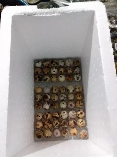 codornas-ovos codornas-ovos