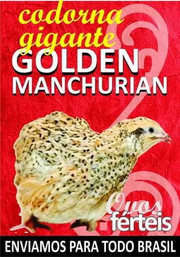 codornas-golden codornas-golden