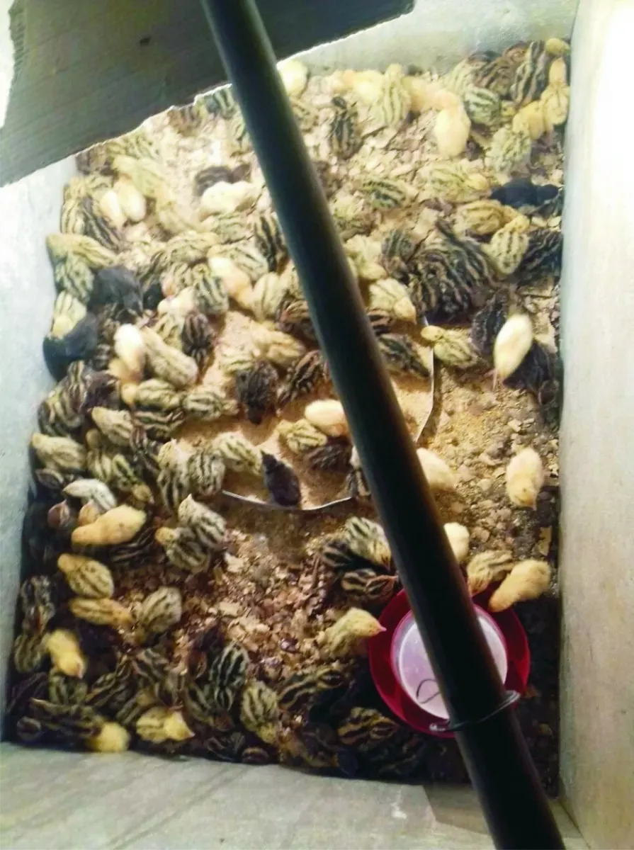 codornas-filhotes codornas-filhotes