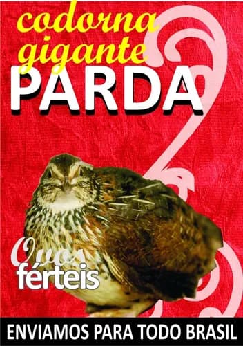 codorna-parda codorna-parda