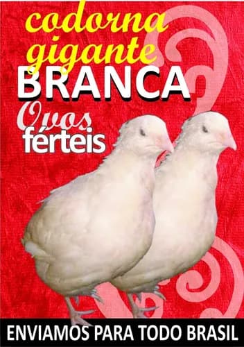 codorna-branca codorna-branca